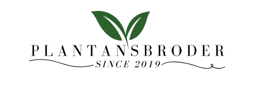 Plantansbroder